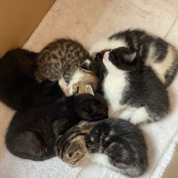 🐱 Kittens Update!🐱 - Picture 6 of 8